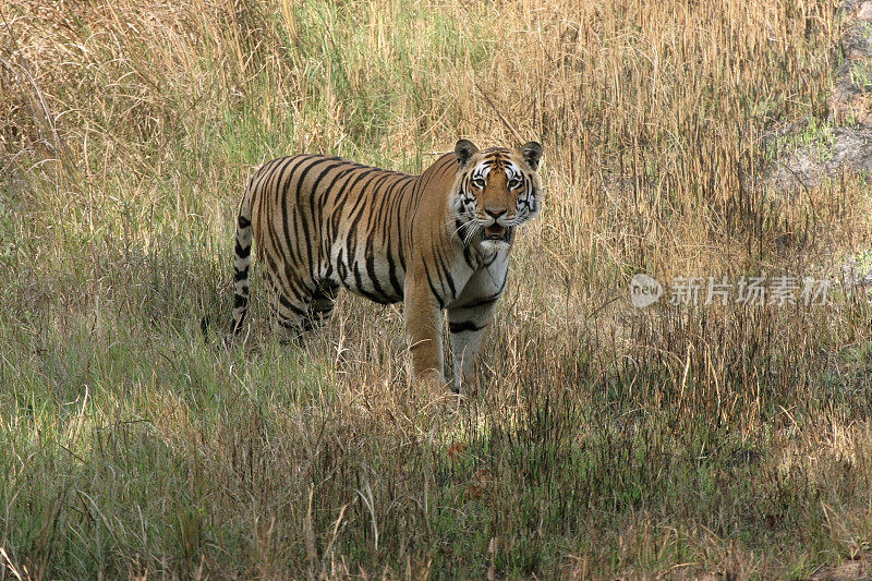 濒危野生孟加拉虎Kanha NP印度复制空间